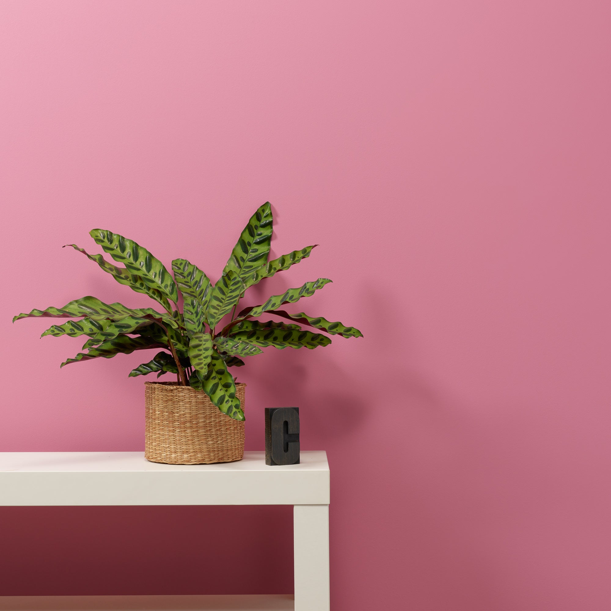 Love Letter - Peel & Stick Paint Sample